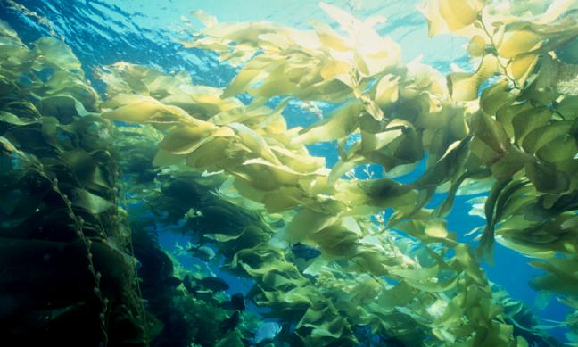 Algas marinas y beneficios